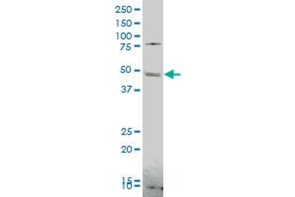 FADS1 antibody  (AA 1-99)