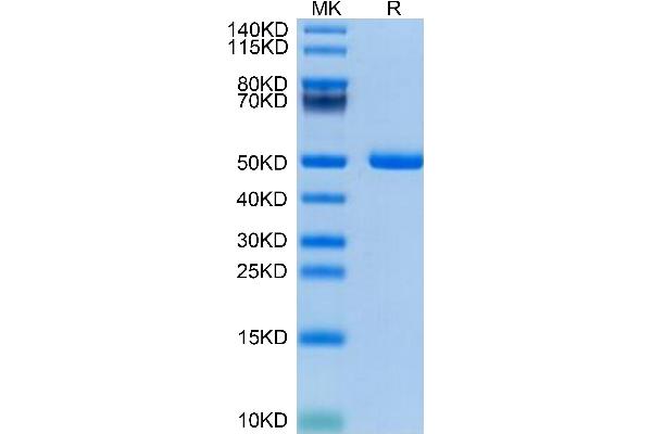 Microseminoprotein, Prostate Associated (MSMP) (AA 37-139) protein (Fc Tag)