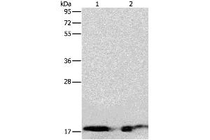 Western Blotting (WB) image for anti-Angiogenin (ANG) antibody (ABIN2427551) (ANG antibody)