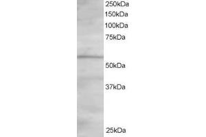 Western Blotting (WB) image for anti-Oxysterol Binding Protein-Like 2 (OSBPL2) (C-Term) antibody (ABIN2466047) (OSBPL2 antibody  (C-Term))