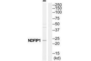 Western blot analysis of extracts from 293 cells, using NDFIP1 antibody. (NDFIP1 antibody  (C-Term))