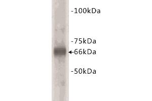 Western Blotting (WB) image for anti-Bovine Serum Albumin (BSA) antibody (ABIN1854818) (BSA antibody)