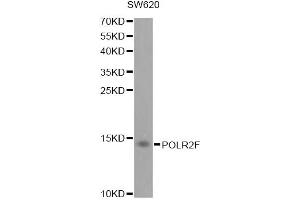 Western blot analysis of extracts of SW620 cells, using POLR2F antibody (ABIN1874186) at 1:1000 dilution. (POLR2F antibody)