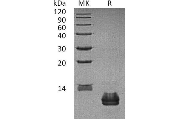 CCL27 Protein