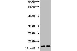Western blot analysis of Hela, diluted at 1:1000. (Tri-Methyl-Histone H3(K79) (H3K79me3) antibody)