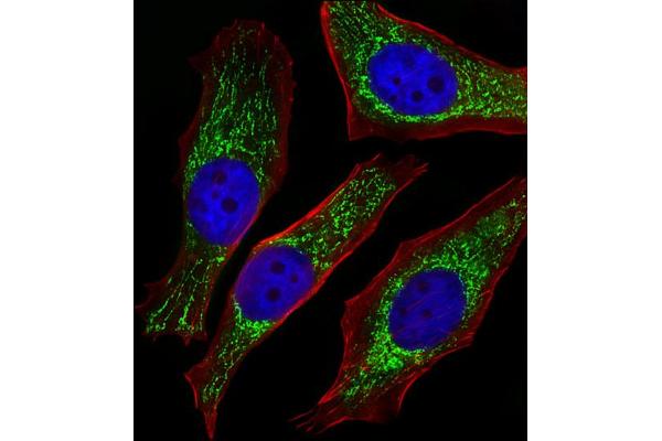 NDUFB4 antibody  (N-Term)