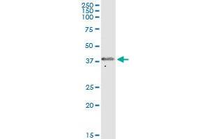 FOXS1 MaxPab polyclonal antibody. (FOXS1 antibody  (AA 1-330))