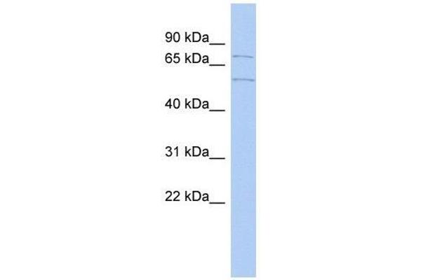 ZNF285 antibody  (Middle Region)