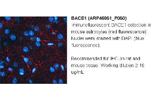 Image no. 3 for anti-Beta-secretase 1 (BACE1) (N-Term) antibody (ABIN502780) (BACE1 antibody  (N-Term))