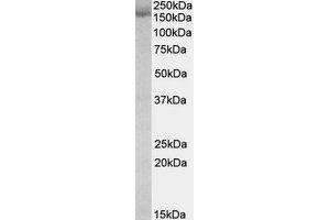 Western Blotting (WB) image for anti-Stromal Antigen 2 (STAG2) (AA 1065-1079) antibody (ABIN490608) (STAG2 antibody  (AA 1065-1079))