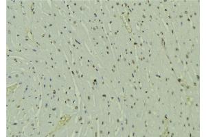 ABIN6273586 at 1/100 staining Mouse muscle tissue by IHC-P. (HOPX antibody  (C-Term))