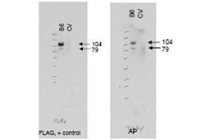 Western blot using  affinity purified anti-ABCB6 antibody (right panel, lane B6) shows detection of Flag tagged human ABCB6 protein at 104 kDa and a truncated form of the protein at 79 kDa (arrowheads). (ABCB6 antibody  (AA 440-455))