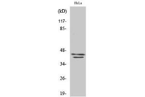 Western Blotting (WB) image for anti-Mitogen-Activated Protein Kinase 1/3 (MAPK1/3) (Tyr204) antibody (ABIN5960944) (ERK1/2 antibody  (Tyr204))