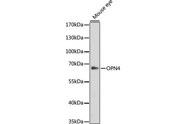 OPN4 antibody  (AA 365-489)