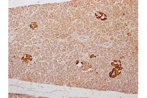 IHC image of ABIN7153861 diluted at 1:300 and staining in paraffin-embedded human pancreatic tissue performed on a Leica BondTM system. (Glucagon antibody  (AA 21-180))