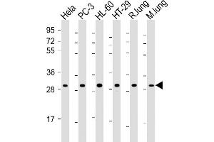 All lanes : Anti-RPS4X Antibody (C-Term) at 1:2000 dilution Lane 1: Hela whole cell lysate Lane 2: PC-3 whole cell lysate Lane 3: HL-60 whole cell lysate Lane 4: HT-29 whole cell lysate Lane 5: rat lung lysate Lane 6: mouse lung lysate Lysates/proteins at 20 μg per lane. (RPS4X antibody  (AA 209-243))