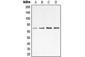Western blot analysis of NF-kappaB p65 expression in HEK293T (A), mouse kidney (B), rat kidney (C), PC12 (D) whole cell lysates. (NF-kB p65 antibody  (C-Term))