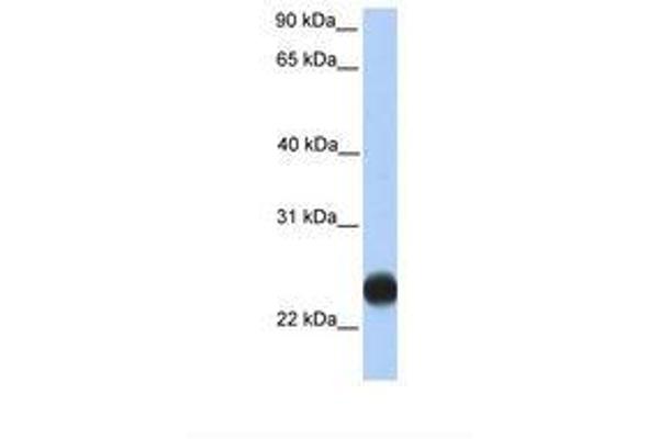 TMEM123 antibody  (C-Term)