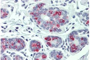 Anti-ITGA6 / CD49f antibody  ABIN1048977 IHC staining of human breast. (ITGA6 antibody  (Internal Region))