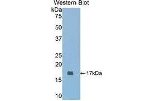 Western Blotting (WB) image for anti-Cartilage Oligomeric Matrix Protein (COMP) (AA 317-455) antibody (ABIN1858466) (COMP antibody  (AA 317-455))
