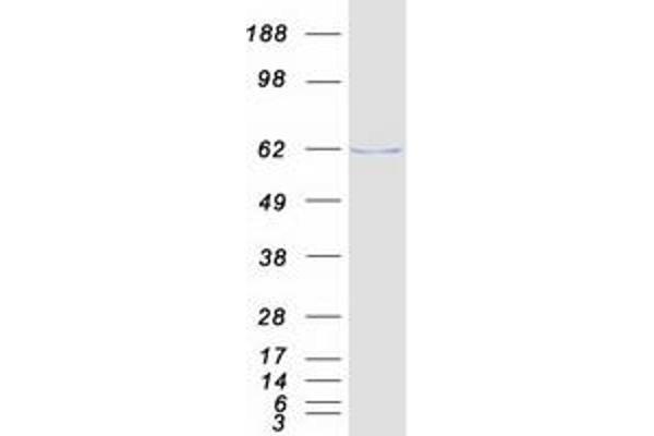 PDE1A Protein (Transcript Variant 1) (Myc-DYKDDDDK Tag)