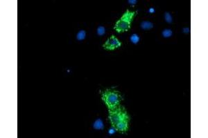 Immunofluorescence (IF) image for anti-Neurolysin (Metallopeptidase M3 Family) (NLN) antibody (ABIN1499710) (NLN antibody)