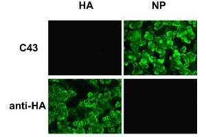 Immunofluorescence (IF) image for anti-Influenza Nucleoprotein antibody (Influenza A Virus H2N2) (H1N1), (H2N2), (H3N2), (H5N1), (H5N2) (ABIN2452039)