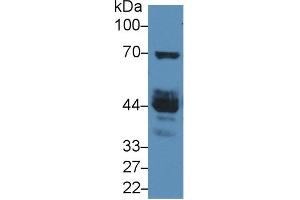 Western Blotting (WB) image for N-Acetylgalactosaminidase, alpha (NAGA) ELISA Kit (ABIN6720594)