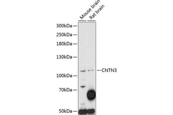 CNTN3 antibody  (AA 20-110)