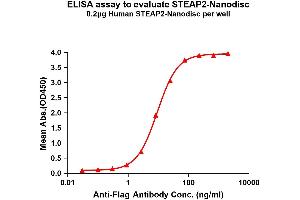 STEAP2 Protein