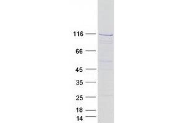 INTS5 Protein (Myc-DYKDDDDK Tag)