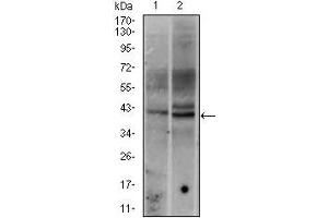 Western Blotting (WB) image for anti-c-Fos (c-Fos) antibody (ABIN969150)