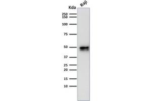 Recombinant CD79a antibody  (AA 202-216)