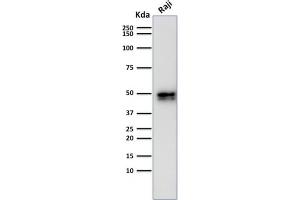 Western Blot Analysis of Raji cell lysate using CD79a Rabbit Recombinant Monoclonal Antibody (IGA/1790). (Recombinant CD79a antibody  (AA 202-216))