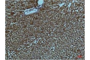 Immunohistochemical analysis of paraffin-embedded Rat Liver Tissue using PI3 Kinase P85 α Mouse mAb diluted at 1:200. (PIK3R1 antibody)