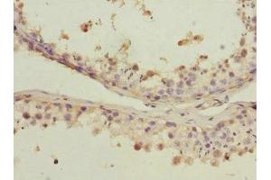 Immunohistochemistry of paraffin-embedded human testis tissue using ABIN7164695 at dilution of 1:100 (PDCD5 antibody  (AA 1-125))