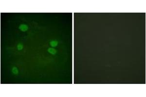 Immunofluorescence (IF) image for anti-Histone 3 (H3) (AA 16-65) antibody (ABIN2890740) (Histone 3 antibody  (AA 16-65))