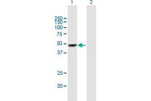 Western Blot analysis of FIGF expression in transfected 293T cell line by FIGF MaxPab polyclonal antibody. (VEGFD antibody  (AA 1-354))