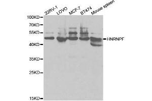 Western blot analysis of extracts of various cell lines, using HNRNPF antibody. (HNRNPF antibody  (AA 1-280))