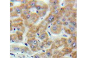 IHC-P analysis of Liver tissue, with DAB staining. (Motilin antibody  (AA 26-115))