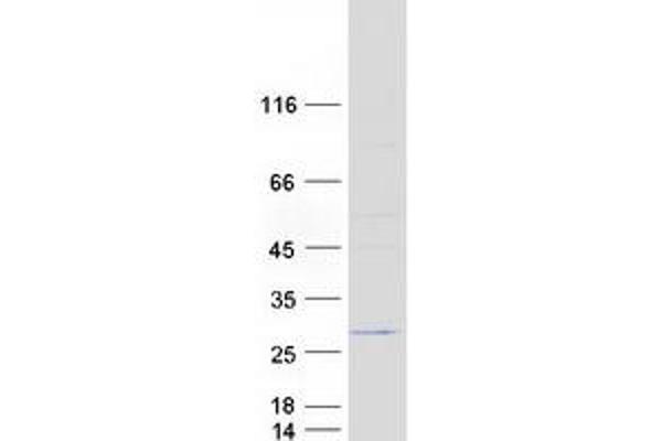 Emc7 Protein (Myc-DYKDDDDK Tag)