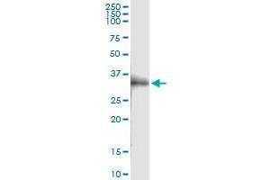 Immunoprecipitation of OLR1 transfected lysate using rabbit polyclonal anti-OLR1 and Protein A Magnetic Bead (OLR1 (Human) IP-WB Antibody Pair)