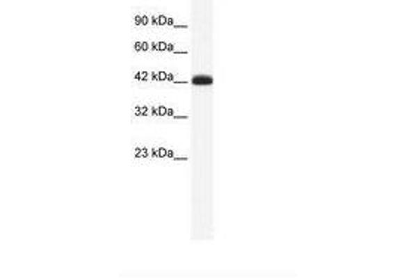 SLC2A4RG antibody  (AA 217-266)