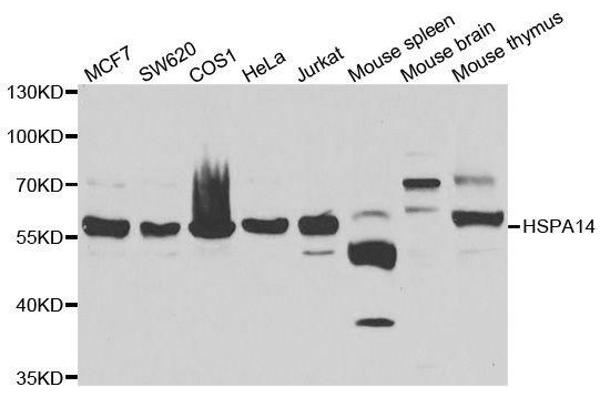 HSPA14 antibody  (AA 240-509)