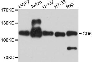 Western blot analysis of extracts of various cell lines, using CD6 antibody. (CD6 antibody)