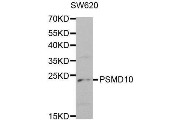 PSMD10 antibody  (AA 1-226)