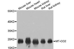 Western blot analysis of extracts of various cell lines, using MT-CO2 antibody (ABIN4903355) at 1:800 dilution. (COX2 antibody)