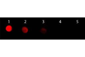 Dot Blot of F(ab')2 Goat anti-Rabbit IgG Antibody Rhodamine Conjugated. (Goat anti-Rabbit IgG (Heavy & Light Chain) Antibody (TRITC) - Preadsorbed)