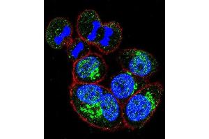 Immunofluorescence (IF) image for anti-Glyceraldehyde-3-Phosphate Dehydrogenase (GAPDH) (AA 62-91), (N-Term) antibody (ABIN392353)