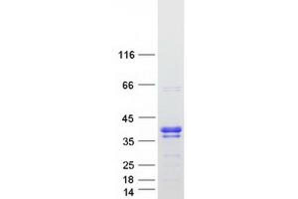 RRP15 Protein (Myc-DYKDDDDK Tag)